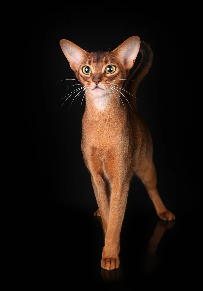 Abisinijos katė Sersėja - veislynas Magiškos Akys