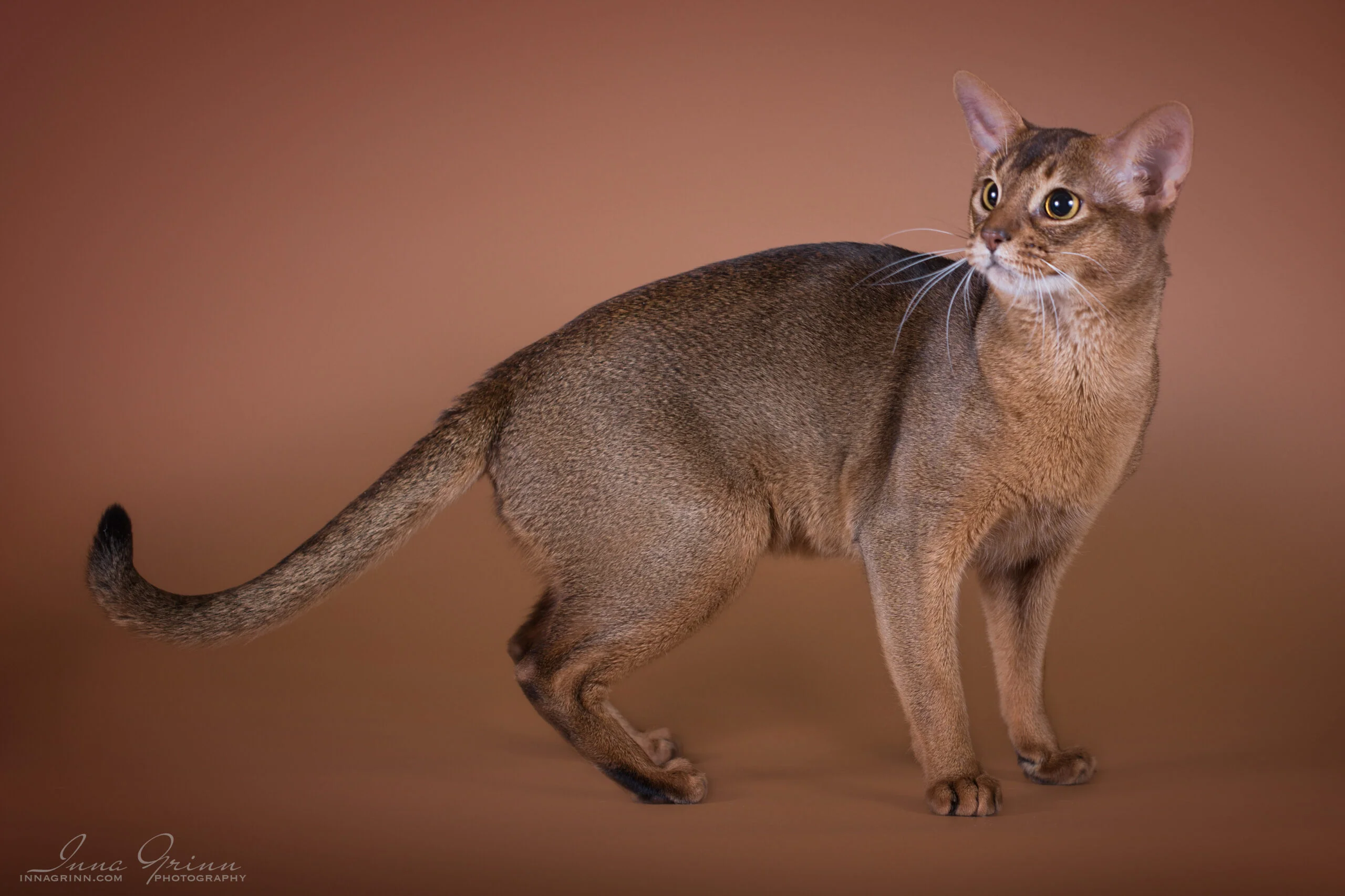 Abisinijos katinas Magis - veislynas Magiškos Akys