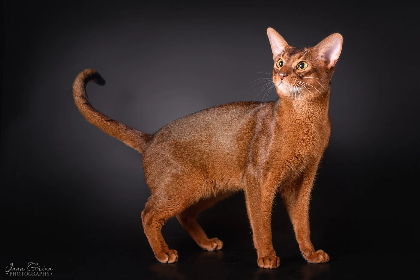 Abisinijos katinas Padis - veislynas Magiškos Akys